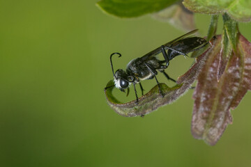 A black grass carrying wasp hanging on curled dry leaf with bokeh background 