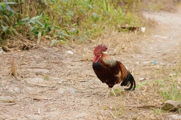 rooster in the farm