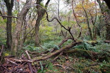 Obraz premium thick autumn forest with mossy trees and rocks