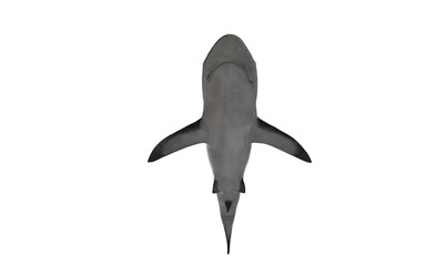 Shark on white background swimming