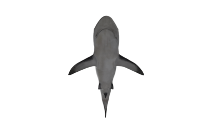 Shark on white background swimming