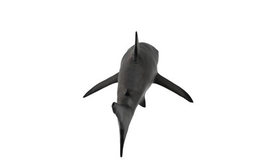 Shark on white background swimming