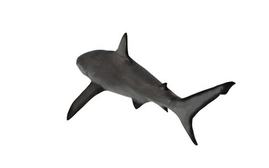 Shark on white background swimming