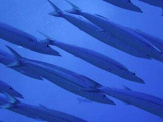 Barracuda in underwater, Sphyraenidae
