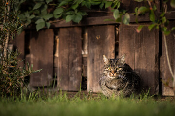 Cute tabby european shorthair cat is sitting in the garden near small bushes and watching what is happening. Summer or autumn mood with wooden background.