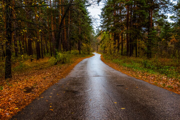 Obraz premium Walking through the autumn forest on a quiet day.