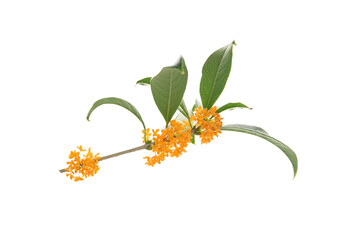 orange flowers of Sweet Osmanthus on a white background