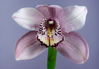 Fototapeta na wymiar Orchid with white-purple petals on a light purple background. Macro flowers. Close-up
