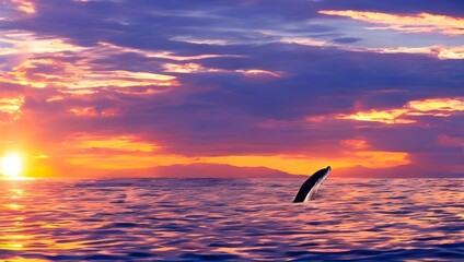 夕日とクジラ