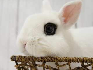 ふちに顎を乗せるウサギ