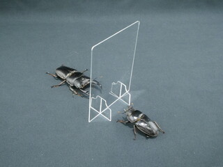 パーテーションをはさんで向かい合うオオクワガタのオスメス