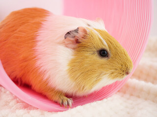 ピンクのトンネルとモルモット