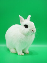 お座りするドワーフホト