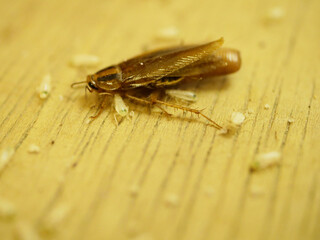 成体のゴキブリと幼体のゴキブリ