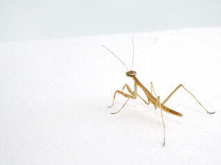 小さなカマキリの後ろ姿