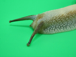 触覚を長く伸ばしたカタツムリ