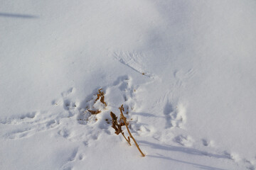 Birds Footprints Footpath on Snowdrifts Cold White Snow Background	