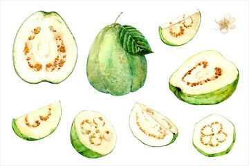 Exotic fruits on a white background. Watercolor illustration. Guava with white pulp. Whole fruit, cut piece and flower.