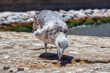 The young yellow-legged seagull pecking from ground in the Essaouira. Morocco