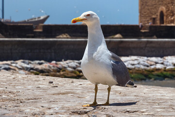 Obraz premium Portrait of the beautiful big adult yellow-legged seagull in the Essaouira harbour. Morocco