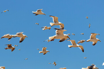 The flock of the big yellow-legged seagulls flying in the blue sky on a sunny day