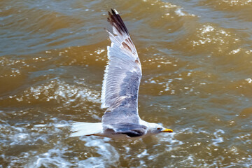 The yellow-legged seagull flying above the sea surface on a sunny day.