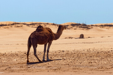 Single camel stands on the sand in a hot african desert area.