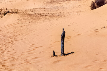 View of the dead wood trunk in the sundy african desert landscape. Morocco.