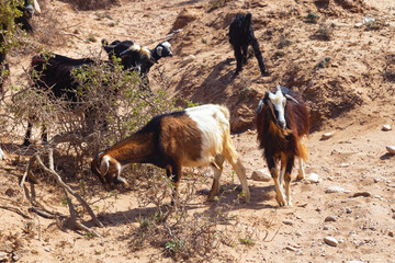 Moroccan goats looking for food among the desert sandy territories. Essaouira, Morocco.