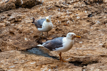 The yellow-legged gulls on the volcanic shore of the Atlantic Ocean in the area of Essaouira in Morocco.