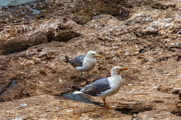 The yellow-legged gulls on the volcanic shore of the Atlantic Ocean in the area of Essaouira in Morocco.
