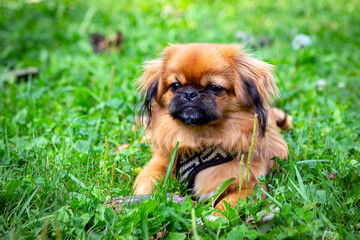 Red pekingese puppy playing on the green grass..
