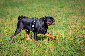 Petit brabancon dog playing in the meadow