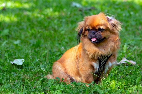 Red pekingese puppy playing on the green grass..
