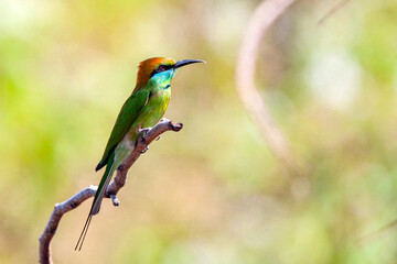The bluecheeked beeeater merops persicus is a near passerine bird in the beeeater family meropidae