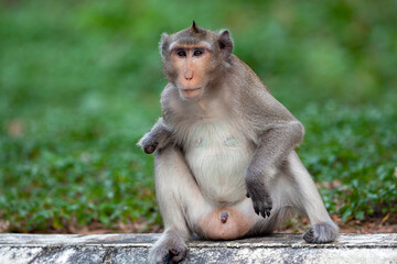 Macaque closeup in its natural habitat monkeys from southeast asia