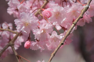 満開の桜