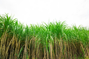 sugar cane farm on white background,sugar cane isolate on white background,cane leaves on white background isolated nice for graphic designers,Agriculture,Asia,Biology,Candied Fruit,Close-up,Color