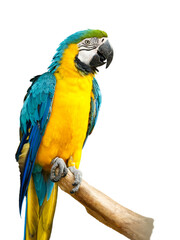 blue macaw isolated on branch - obrazy, fototapety, plakaty
