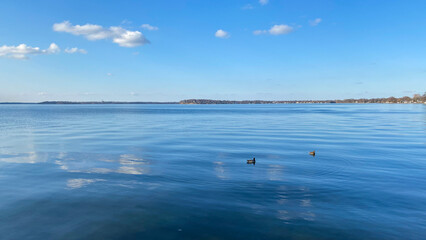 Ducks on the lake in spring