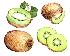 Watercolor illustration of a green tropical fruit. Kiwi and its parts are highlighted on a white background. Bright clipart for vegetarian cuisine. Design element for packaging, menu.