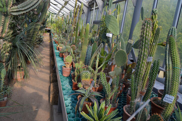 There is a table with cactuses. All of this in a greenhouse.