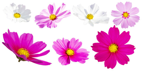 Set of seven cosmos bipinnatus flowers with different perspectives isolated on white background, ornamental garden plant. Cosmos bipinnatus close up macro.