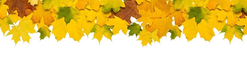 Autumn falling maple leaves isolated