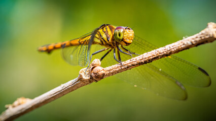Beautiful of nature, A dragonfly on tree branch and nature blurred background, Macro shots, Insect in Thailand.