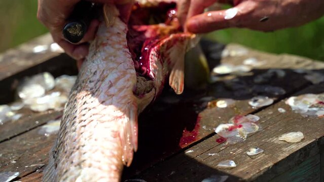Cleaning fresh fish in close-up. Cleaning of live fish. Preparing for cooking