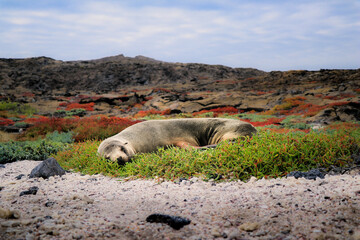 Fototapeta premium sea lion sleeping
