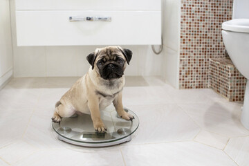 The pug is sitting on the scales. The problem of obesity. Body weight control. The concept of...