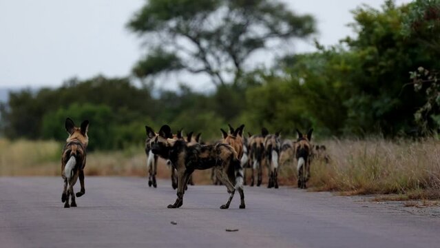 Painted wolf pack on the move