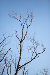 Fototapeta na wymiar bare tree branches against the blue sky